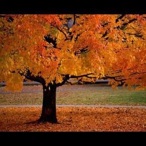 Meet your Posher, Tracey